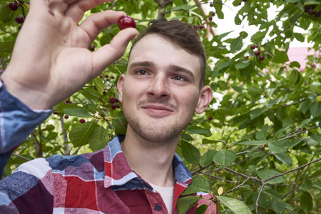 a young gardener examines a cherry plucked from a branch in the garden. high quality photoの写真素材