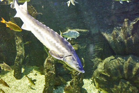 sturgeon floating in the water at the river bottom. high quality photoの写真素材