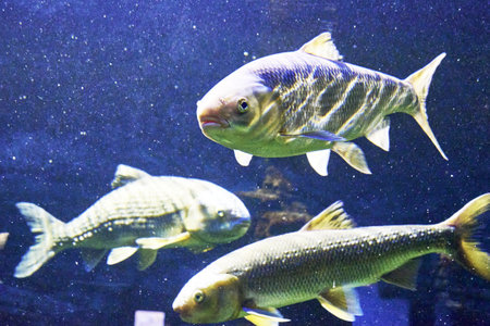 The white cupid Ctenopharyngodon idella is a species of ray-finned fish of the Cyprinid family, the only species of the genus Ctenopharyngodon swimming in water. high quality photoの写真素材