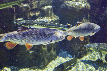The chub Squalius cephalus is a freshwater fish from the Cyprinid family swimming in clear water. high quality photoの写真素材