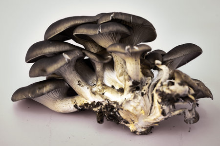 large mushroom oyster mushroom on a gray background. high quality photoの写真素材