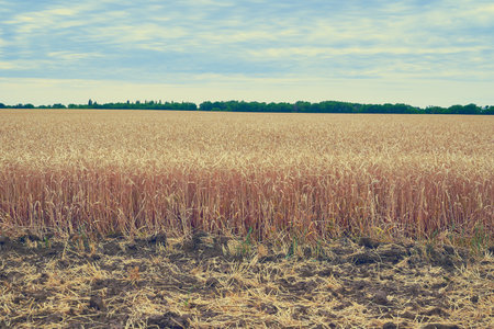 a field of ripe yellow wheat against a blue sky. high quality photoの写真素材