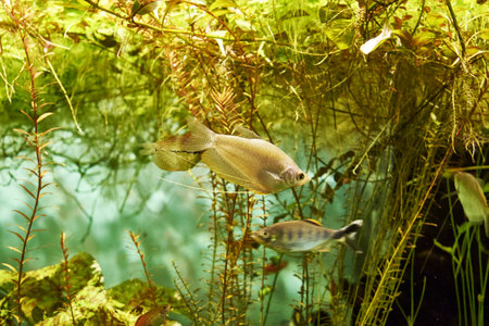 Moon gourami Trichopodus microlepis floating among algae. high quality photoの写真素材