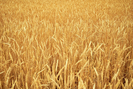 yellow field of ripe wheat close-up background backdrop. high quality photoの写真素材