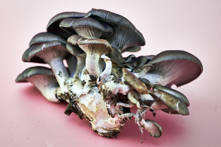 large mushroom oyster mushroom on a pink background. high quality photoの写真素材
