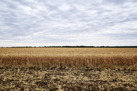 a field of ripe yellow wheat against a blue sky. high quality photoの写真素材