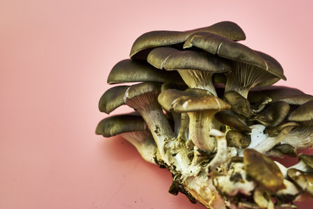large mushroom oyster mushroom on a pink backgroundの写真素材
