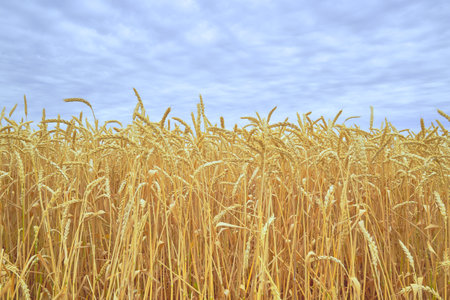 a field of ripe yellow wheat against a blue sky. high quality photoの写真素材
