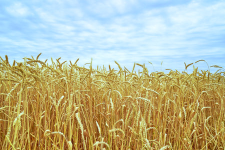 a field of ripe yellow wheat against a blue sky. high quality photoの写真素材