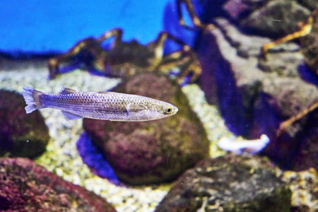 mullet floating on the bottom of the sea among the rocks. high quality photoの写真素材