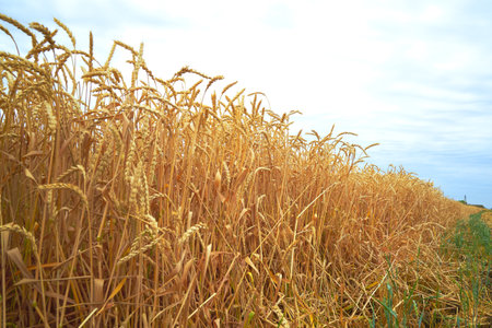 a field of ripe yellow wheat against a blue skyの写真素材