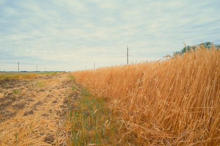 a field of ripe yellow wheat against a blue sky