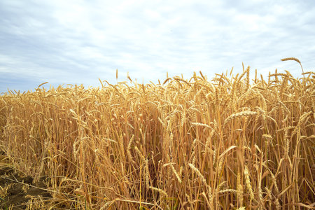 a field of ripe yellow wheat against a blue skyの写真素材