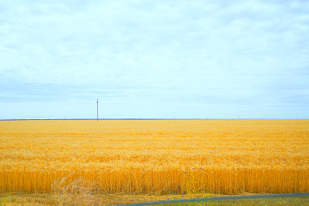 a field of ripe yellow wheat against a blue sky. high quality photoの写真素材