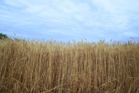 a field of ripe yellow wheat against a blue sky. high quality photoの写真素材