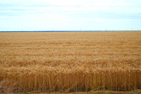 a field of ripe yellow wheat against a blue skyの写真素材