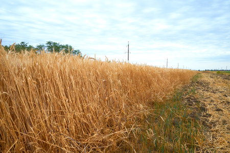 a field of ripe yellow wheat against a blue skyの写真素材