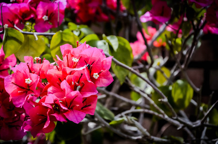 bougainvilleaの写真素材