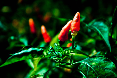 chiliの写真素材