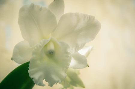 orchidの写真素材