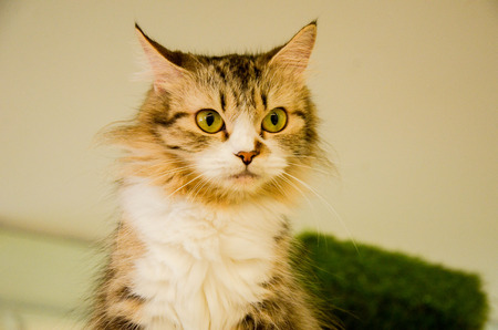 catの写真素材