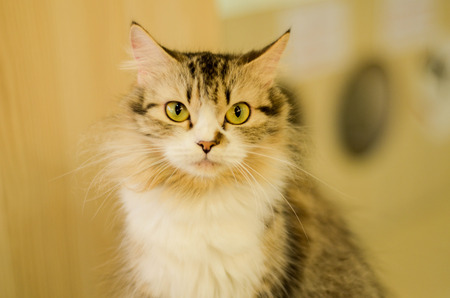 catの写真素材