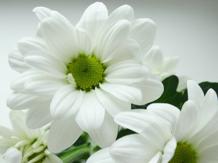 White blooming chrysanthemums flowers spring nature giftの写真素材