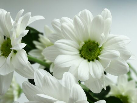 White blooming chrysanthemums flowers spring nature giftの写真素材