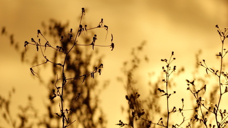 The old grass at sunset nature season summerの写真素材