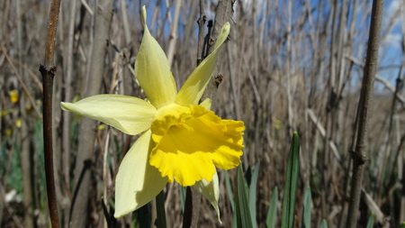 Spring flowers in the garden nature daffodilsの写真素材