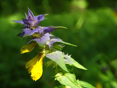 Ivan da Marya flower nature season bloom summerの写真素材
