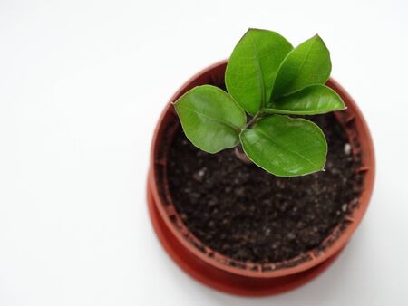 Zamioculcas, dollar tree, cultivation plant soil sproutの写真素材
