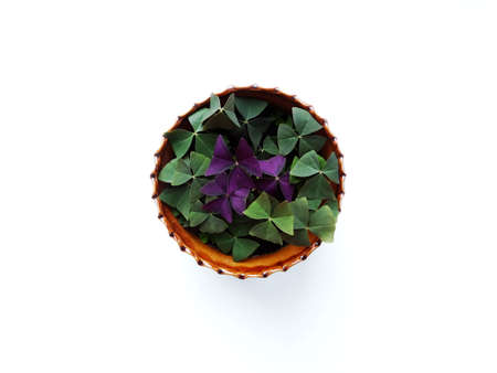 Oksalis , home flower flora nature floristics botany cultivationの写真素材