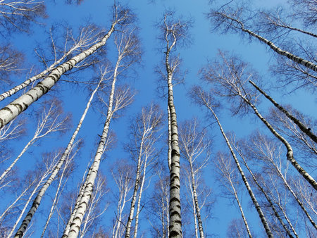 High birch spring nature forest trees branches height skyの写真素材