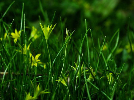 Flower, gagea, bird bow spring nature bloomの写真素材