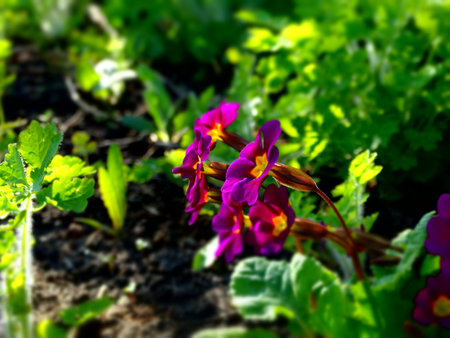 Primrose Flower Garden flora season spring plant
