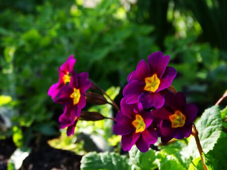 Primrose Flower Garden flora season spring plantの写真素材
