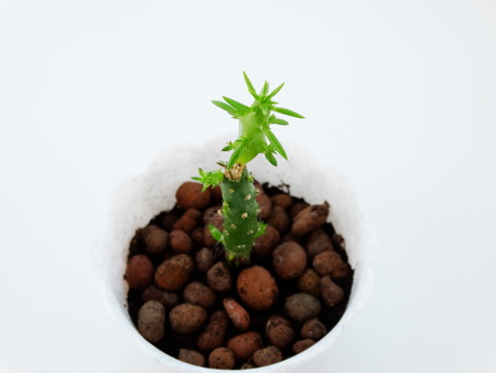 Home Cactus Cylindropuntia plant cultivation nature growthの写真素材