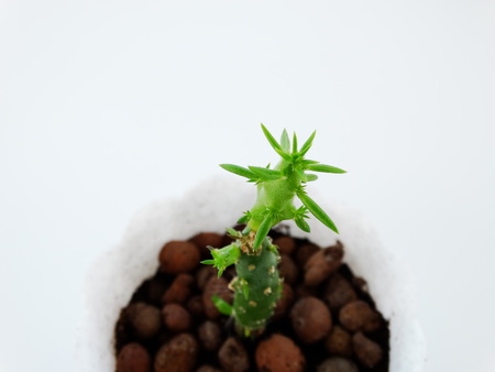 Home Cactus Cylindropuntia plant cultivation nature growthの写真素材