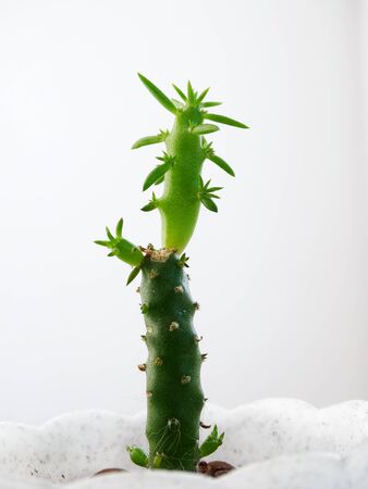 Home Cactus Cylindropuntia plant cultivation nature growthの写真素材