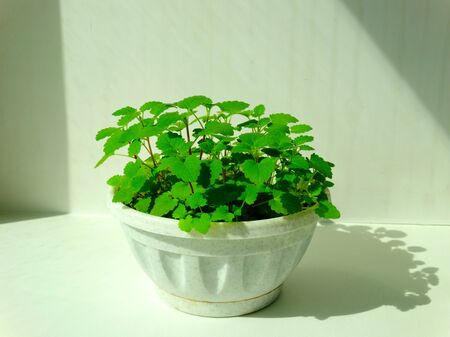 growing lemon balm at home cultivation plantの写真素材