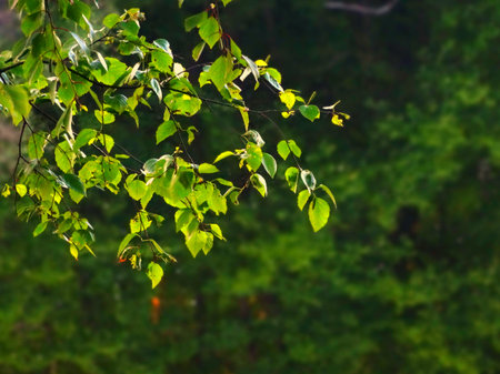 Leaves of birch in summer nature season sky blue trees close up