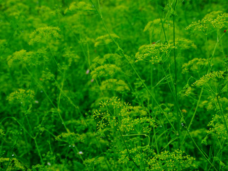 Dill in the garden nature benefit seasoning medicine season green grass plantの写真素材