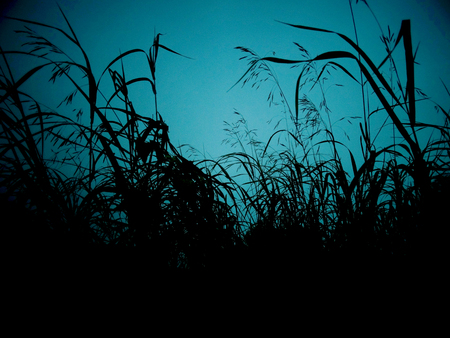 Grass at sunset nature season summer wind grass plant evening air silence clouds sky blueの写真素材