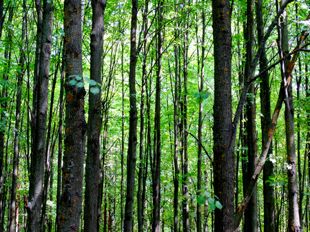 Aspen forest in summer season nature green trees airの写真素材