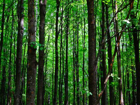 Aspen forest in summer season nature green trees airの写真素材