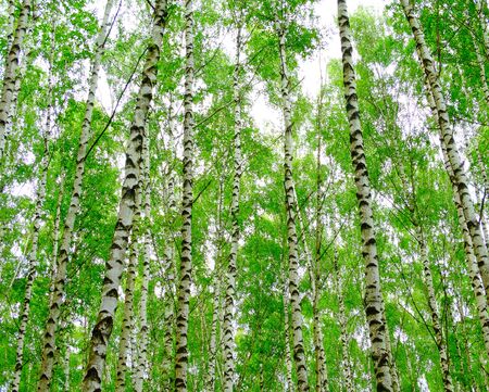 Birch forest in summer summer season trees leaves green birches nature floraの写真素材