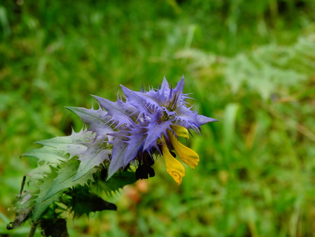 Ivan da Marya flower nature season bloom summerの写真素材