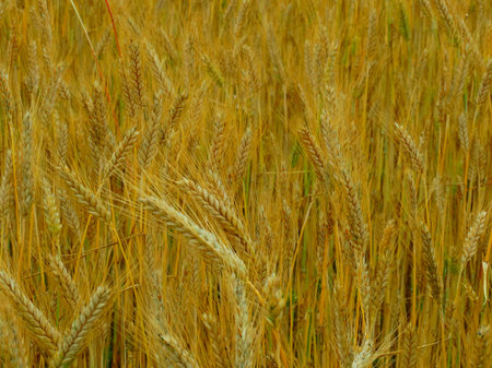 Wheat harvest on the field season summer autumn barley crops beans cereals collection bread growth...