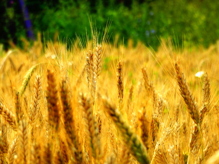 Wheat harvest on the field season summer autumn barley crops beans cereals collection bread growth natureの写真素材